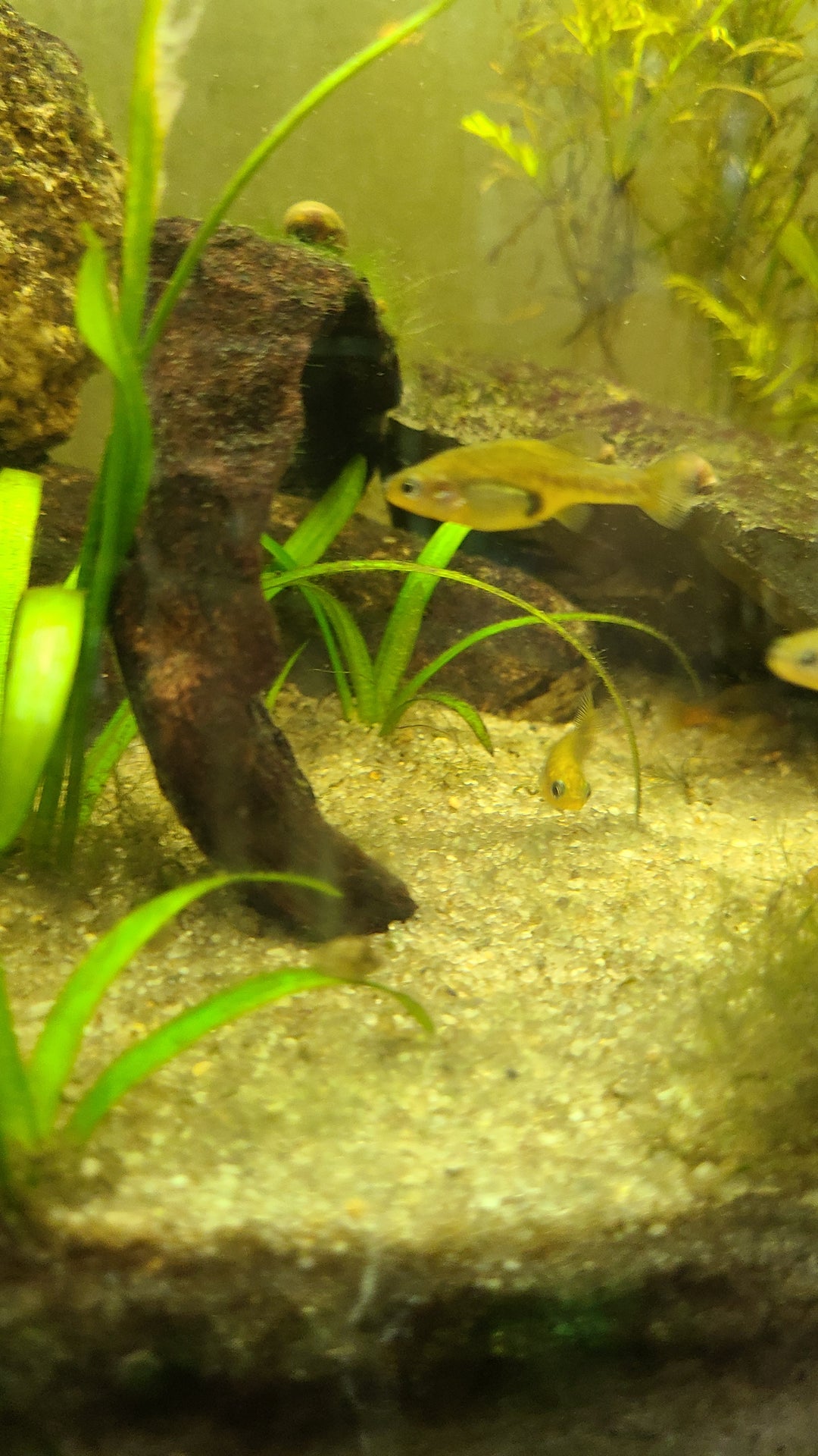 Redtail Goodeid (Xenotoca eiseni)