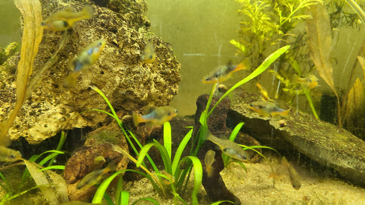 Redtail Goodeid (Xenotoca eiseni)