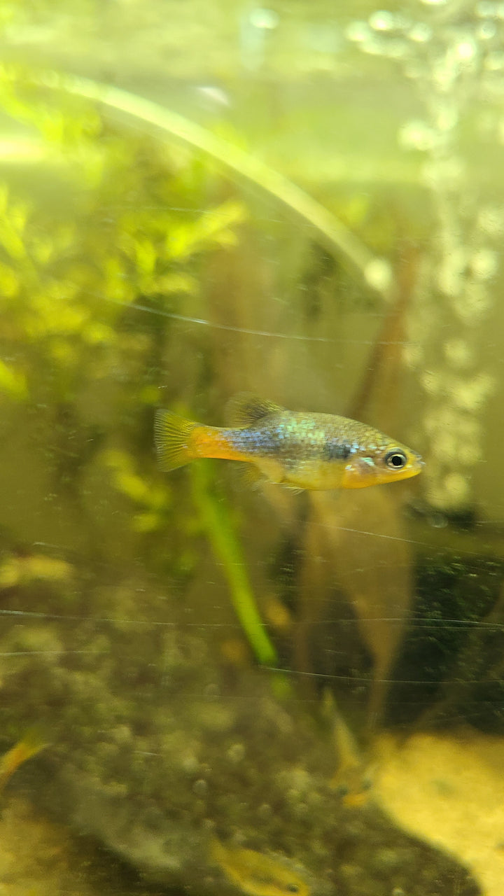Redtail Goodeid (Xenotoca eiseni)