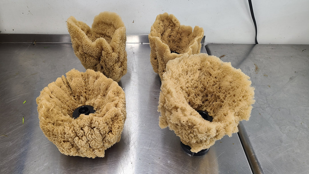 Natural Sea Sponge Filter | Organic Aquarium Sponge Filter