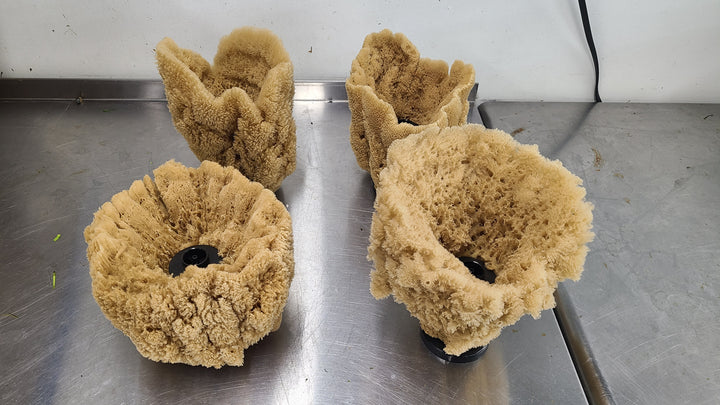 Natural Sea Sponge Filter | Organic Aquarium Sponge Filter