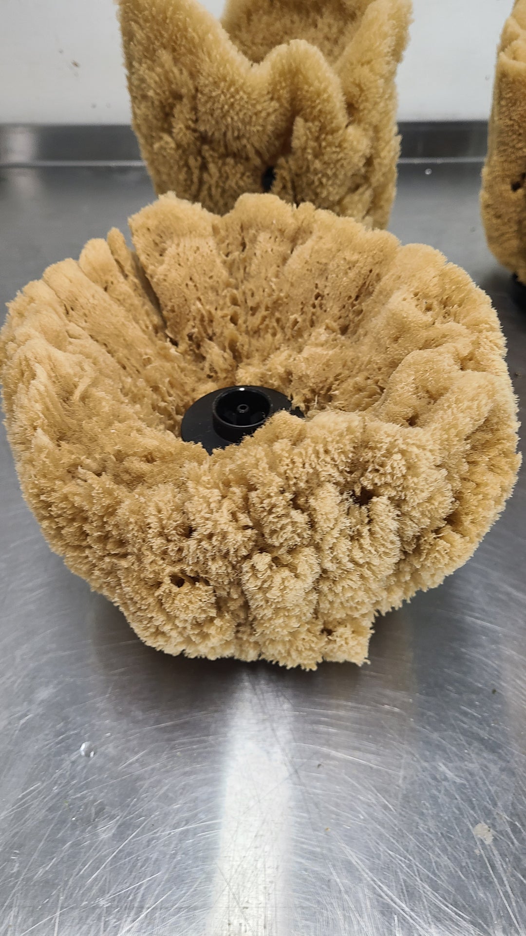 Natural Sea Sponge Filter | Organic Aquarium Sponge Filter