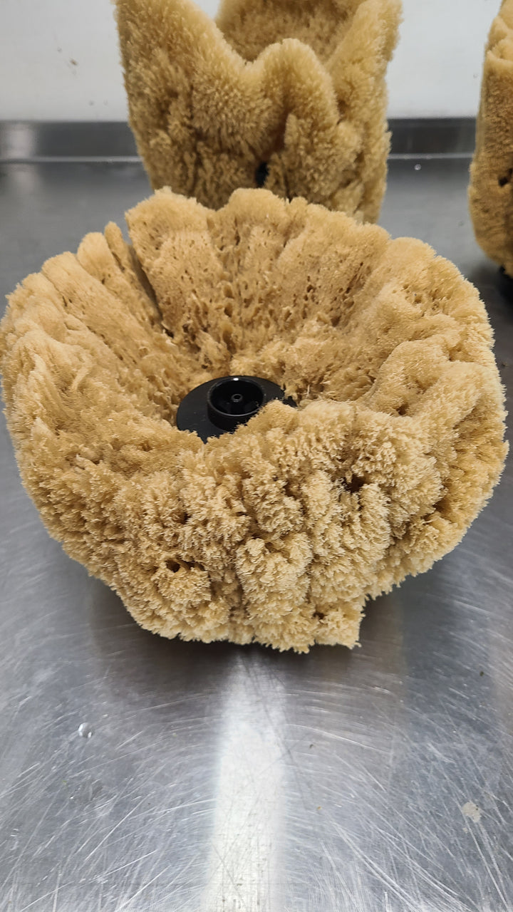 Natural Sea Sponge Filter | Organic Aquarium Sponge Filter