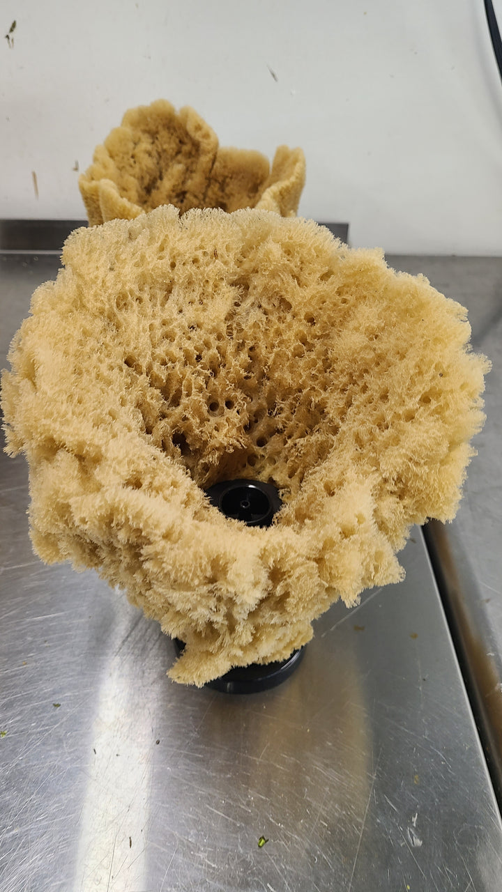 Natural Sea Sponge Filter | Organic Aquarium Sponge Filter