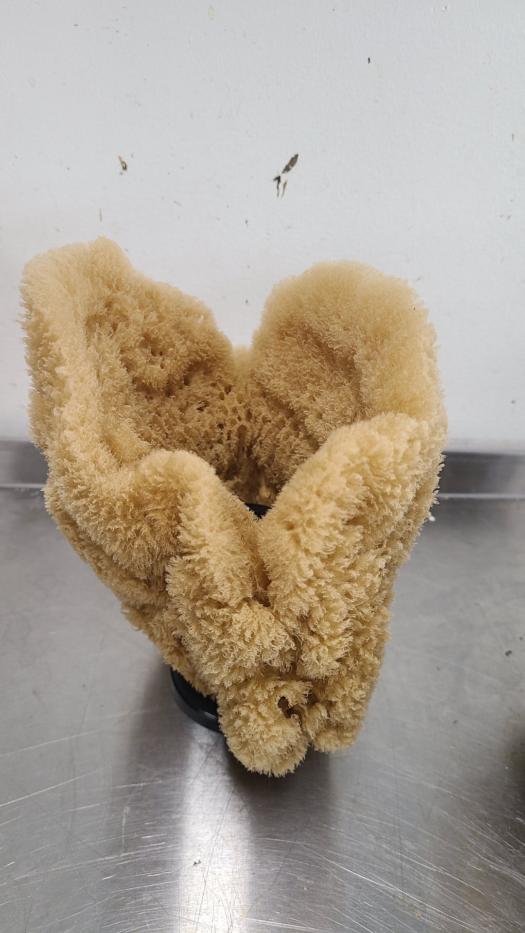 Natural Sea Sponge Filter | Organic Aquarium Sponge Filter