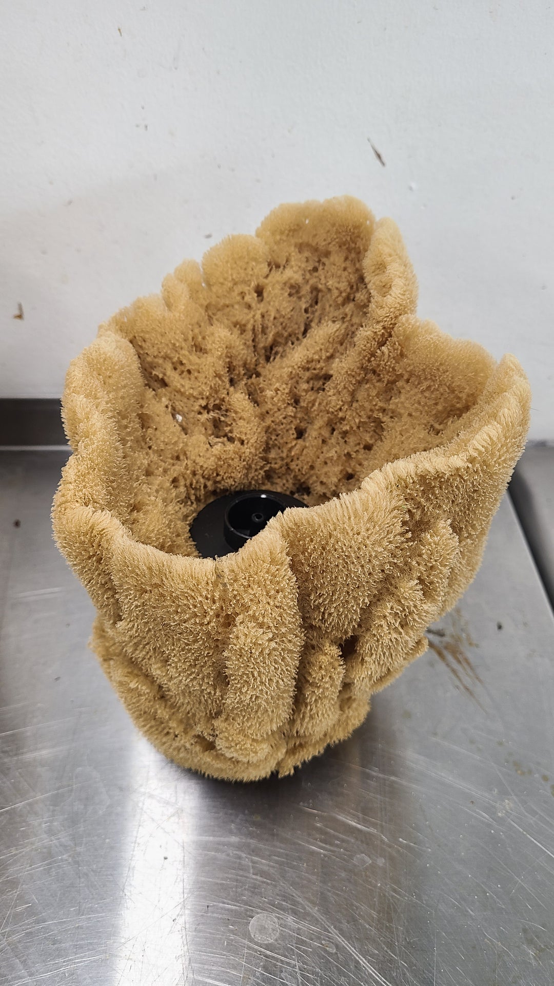Natural Sea Sponge Filter | Organic Aquarium Sponge Filter