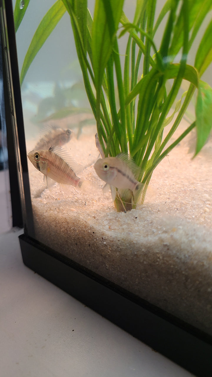 Apistogramma macmasteri | Breeding Pair for $25