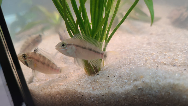Apistogramma macmasteri | Breeding Pair for $25
