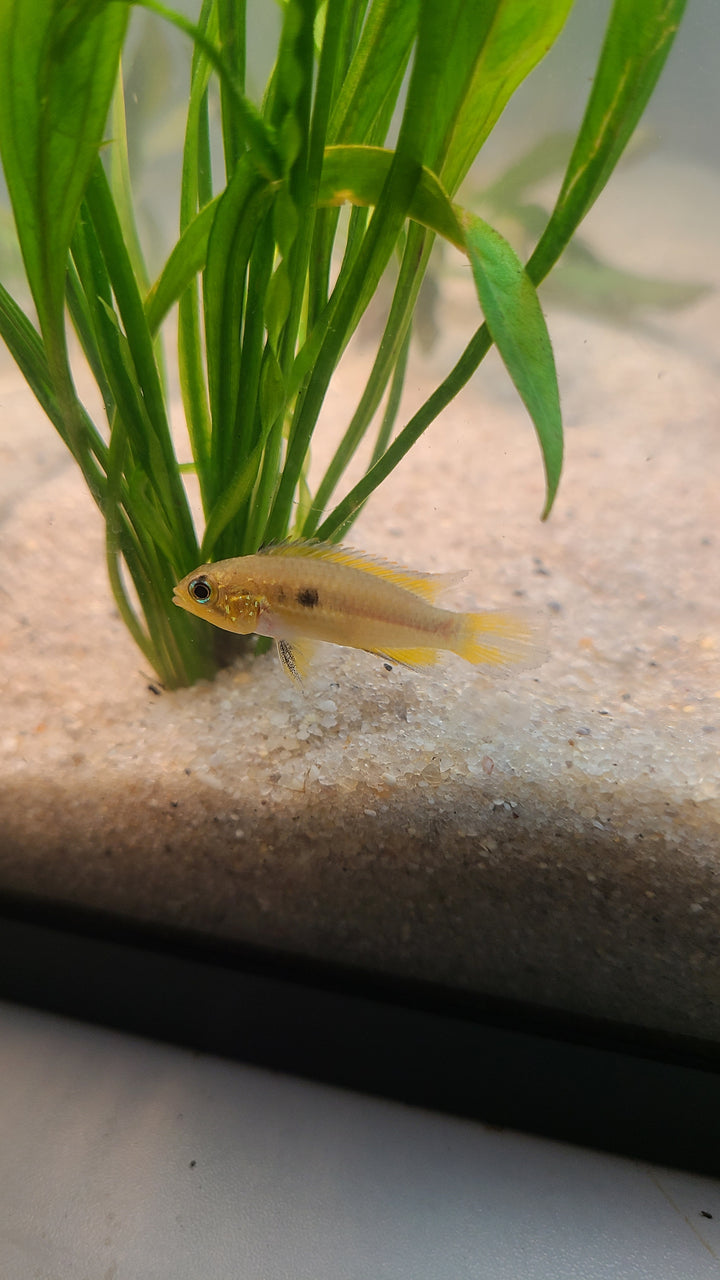 Apistogramma agassizii | Breeding Pair for $25