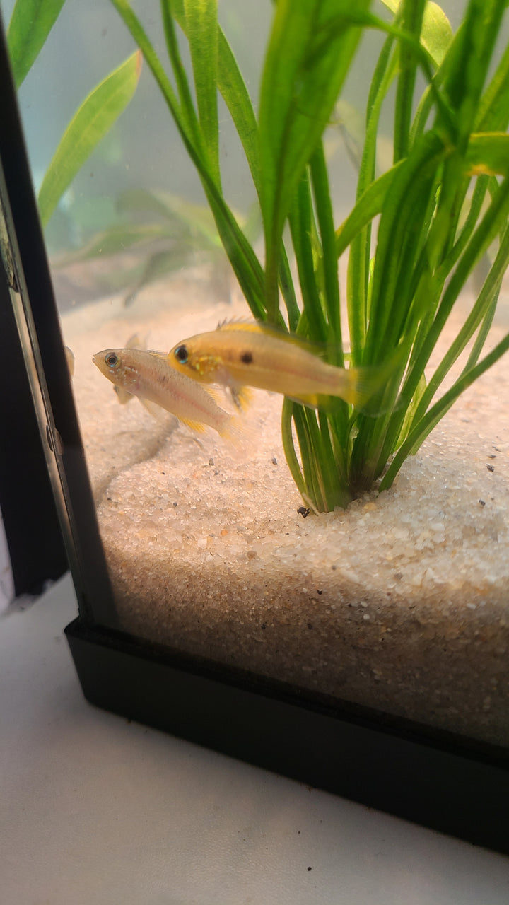 Apistogramma agassizii | Breeding Pair for $25
