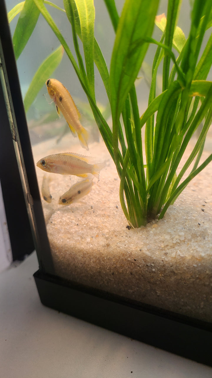 Apistogramma agassizii | Breeding Pair for $25