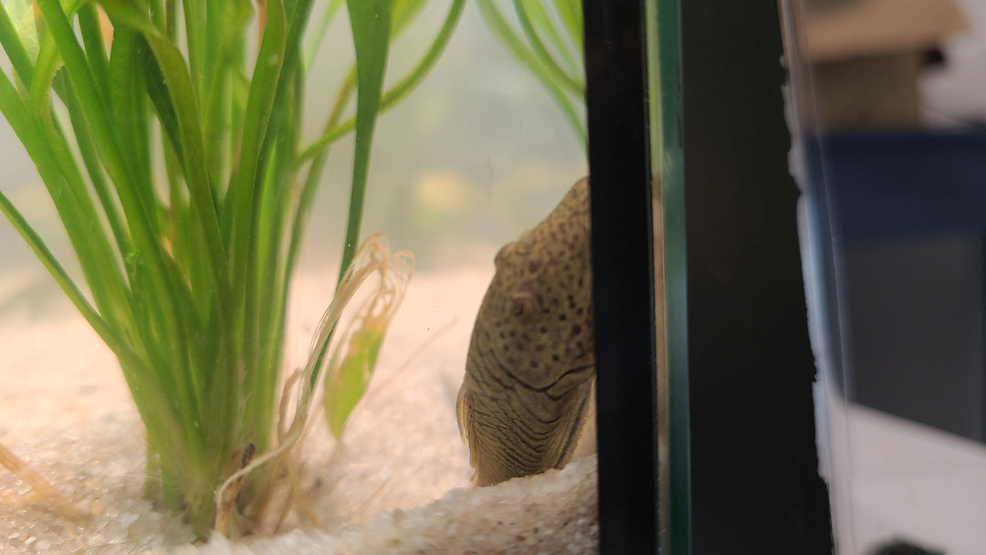 Rubberlip Pleco | 1 for $15