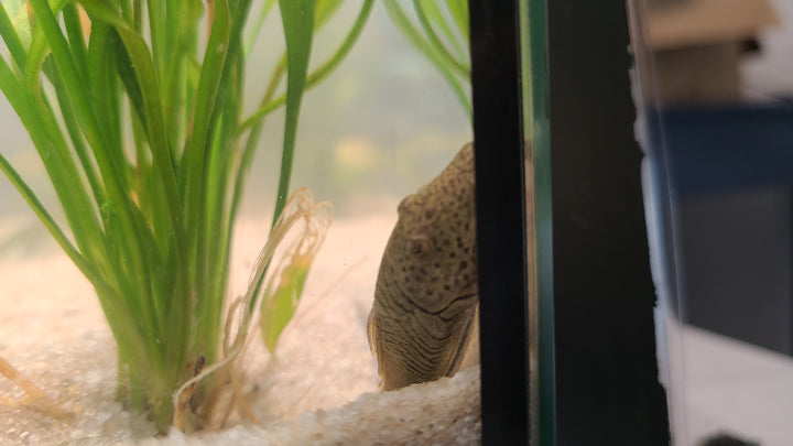 Rubberlip Pleco | 1 for $15