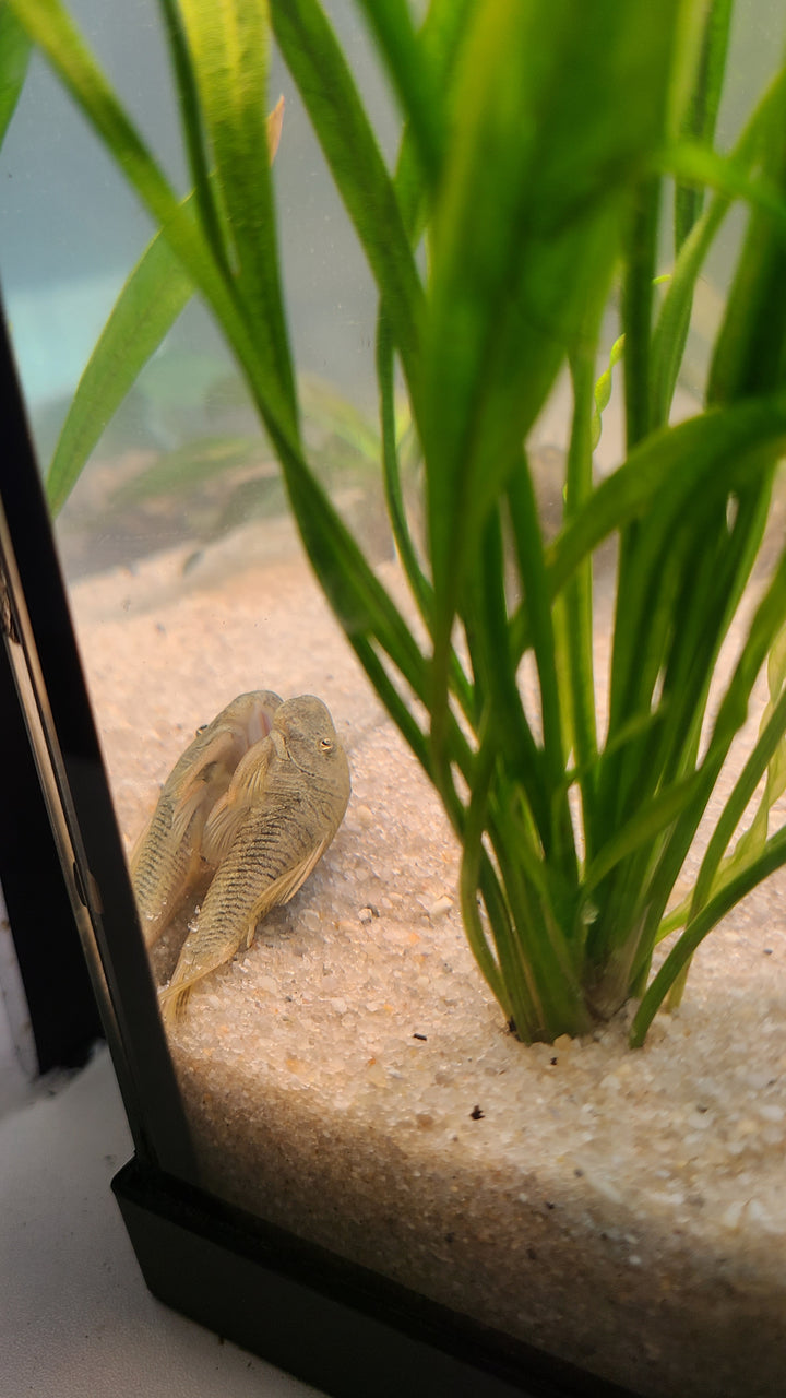 Rubberlip Pleco | 1 for $15