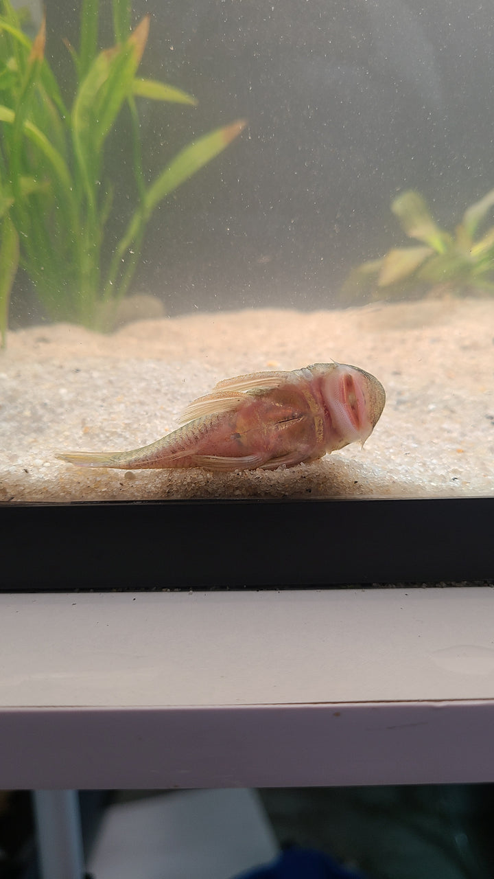Rubberlip Pleco | 1 for $15