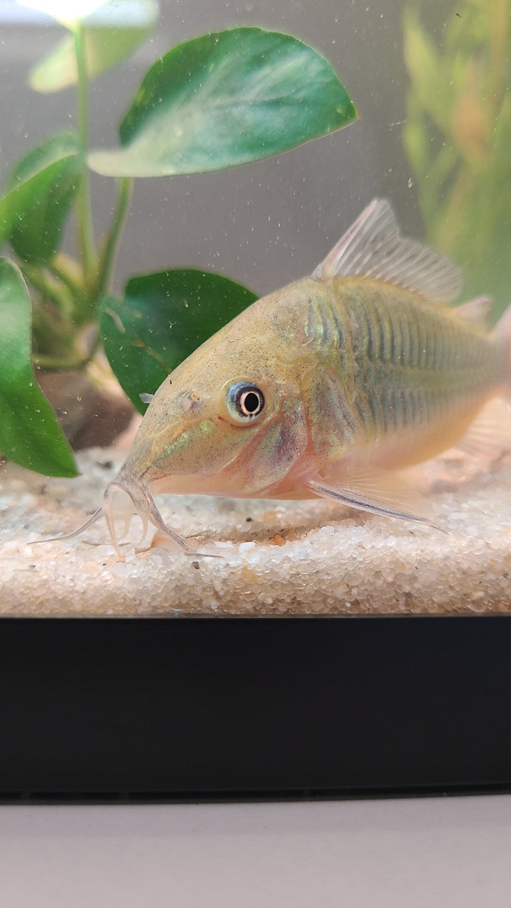 Brochis Long Nose (Brochis multiradiatus) | 1 for $25