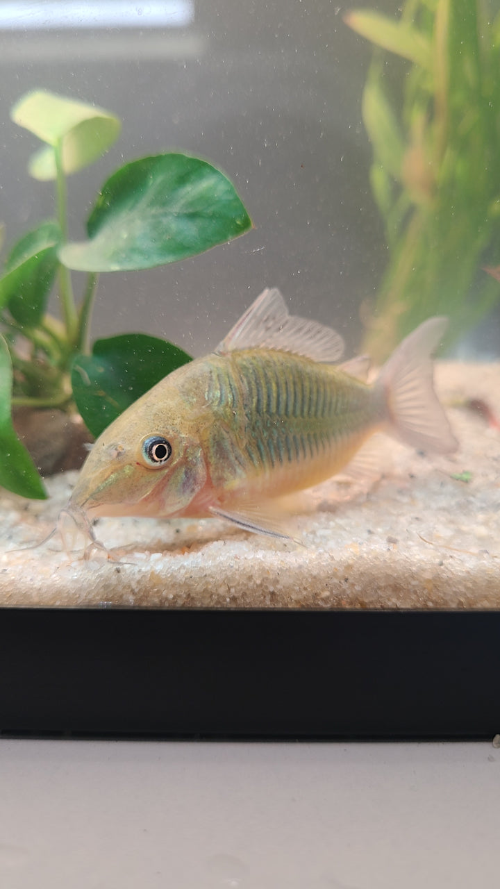 Brochis Long Nose (Brochis multiradiatus) | 1 for $25