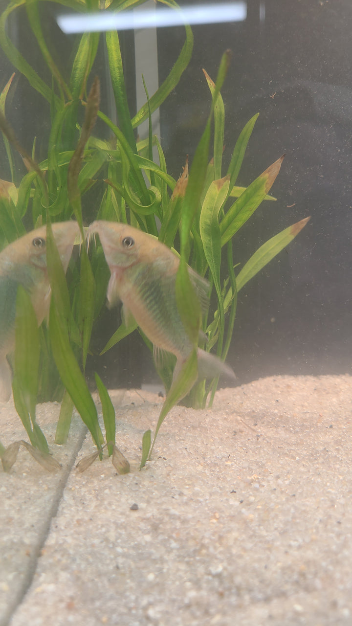 Brochis Long Nose (Brochis multiradiatus) | 1 for $25