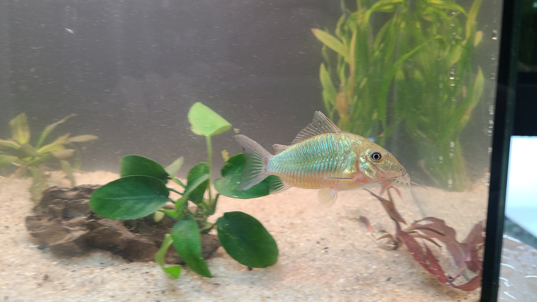 Brochis Long Nose (Brochis multiradiatus) | 1 for $25