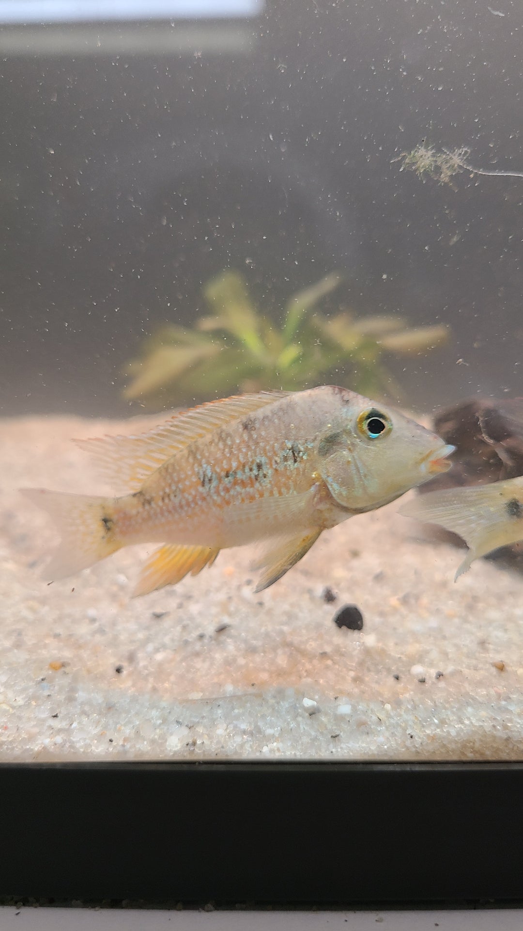 Redhump Geophagus (Geophagus steindachneri) | 1 for $20 or 3 for $50