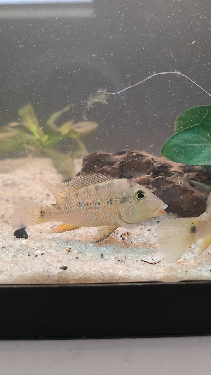 Redhump Geophagus (Geophagus steindachneri) | 1 for $20 or 3 for $50
