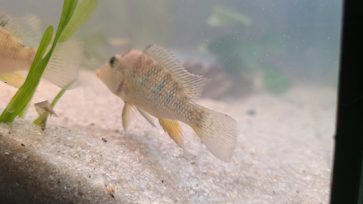 Redhump Geophagus (Geophagus steindachneri) | 1 for $20 or 3 for $50