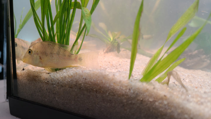 Redhump Geophagus (Geophagus steindachneri) | 1 for $20 or 3 for $50