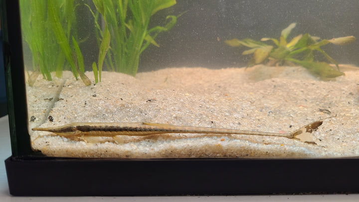 Twig Catfish (Farlowella gracilis) | 1 for $12.50