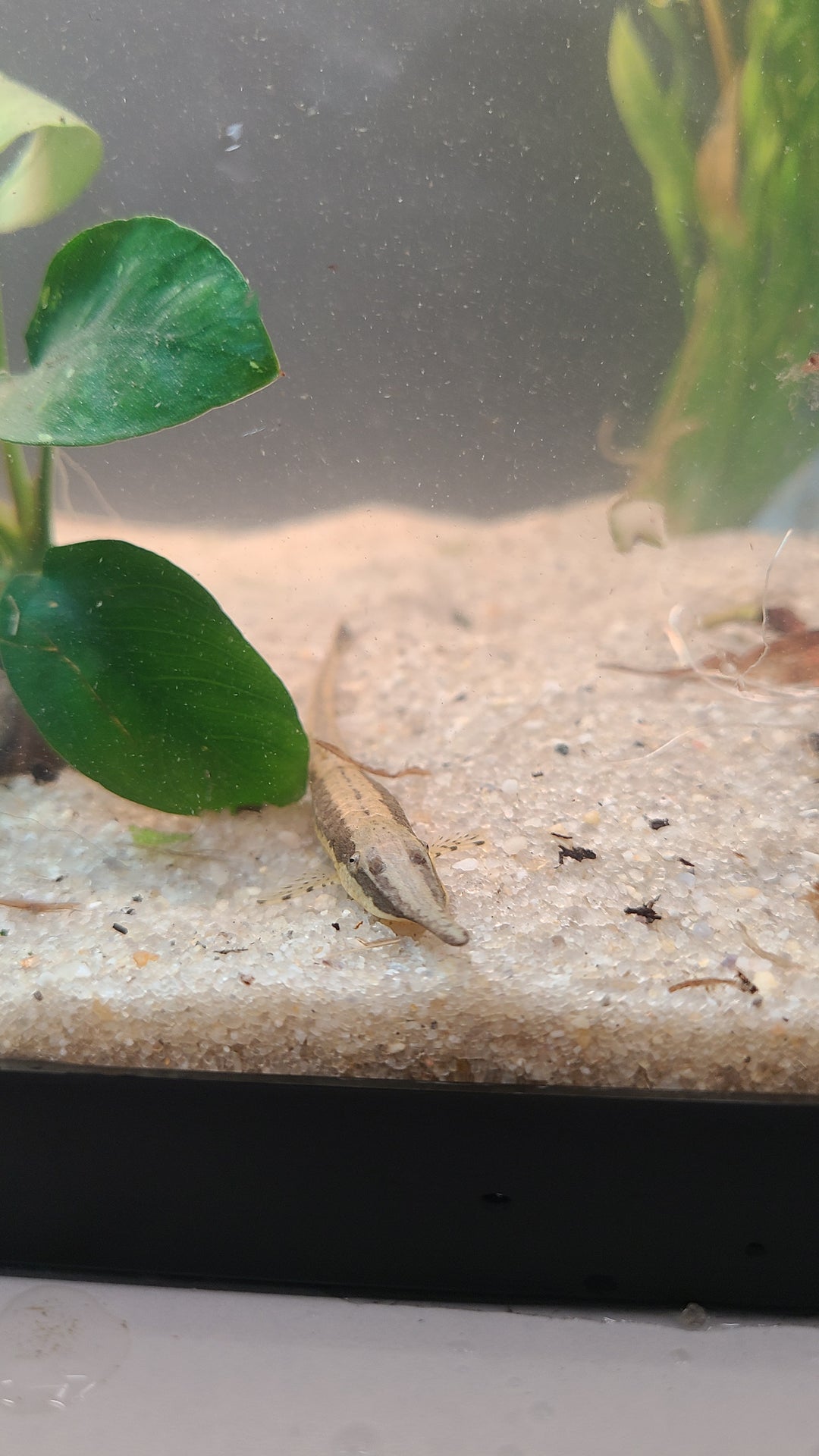 Twig Catfish (Farlowella gracilis) | 1 for $12.50