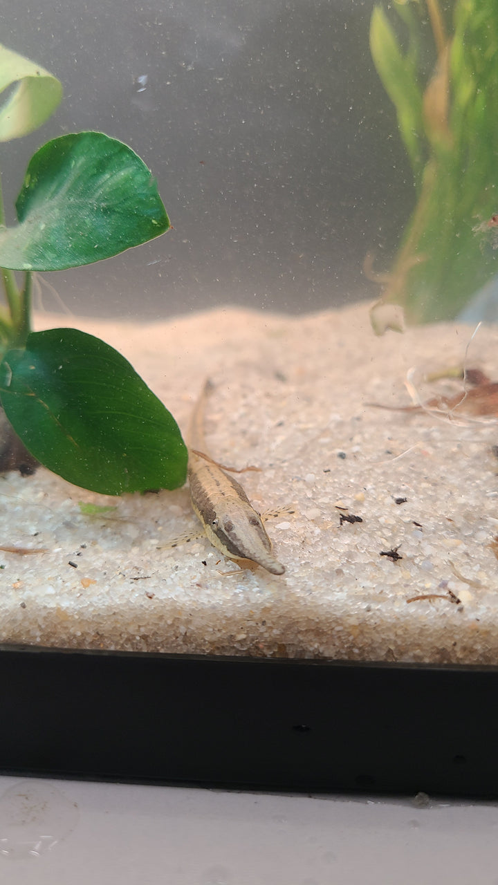 Twig Catfish (Farlowella gracilis) | 1 for $12.50