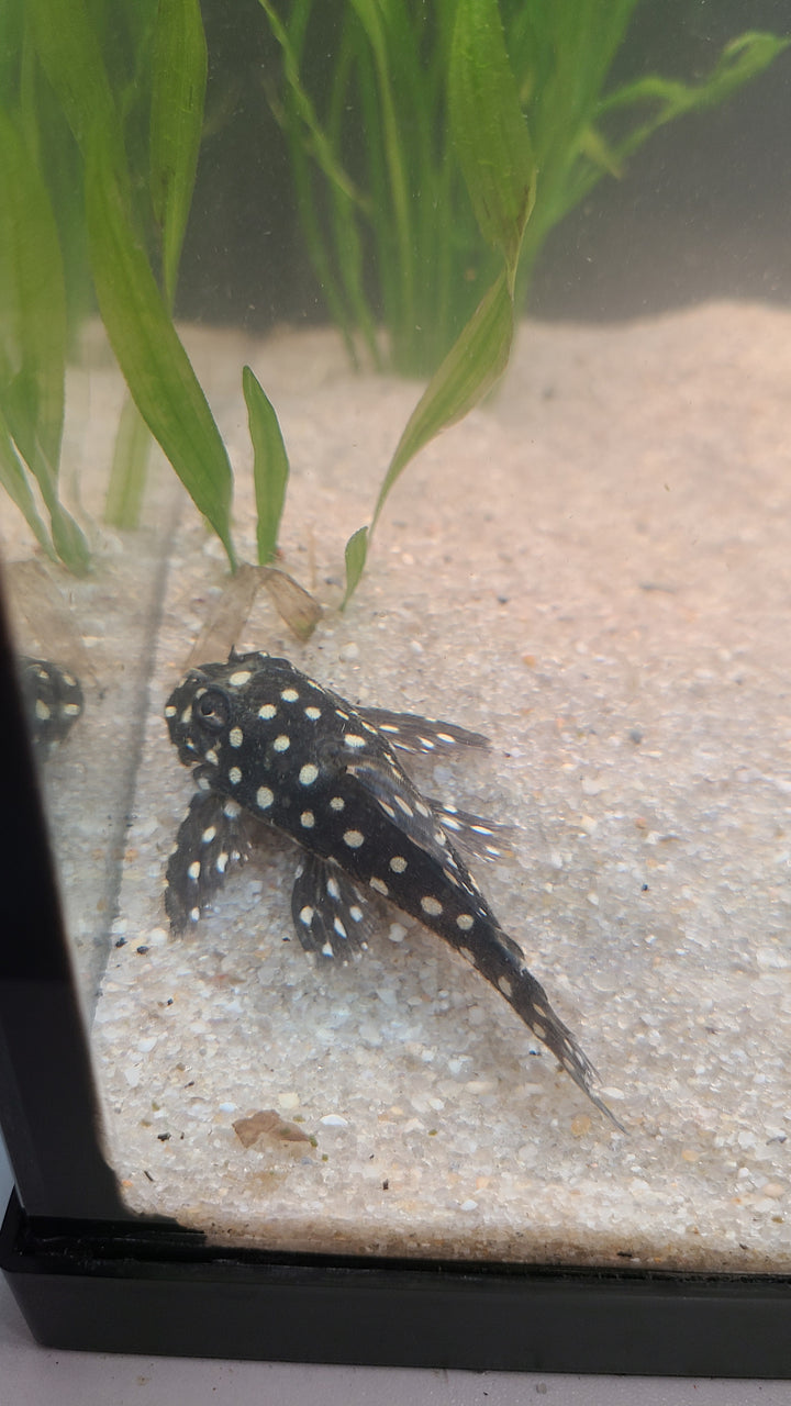 Snowball Pleco L201 | 1 for $60