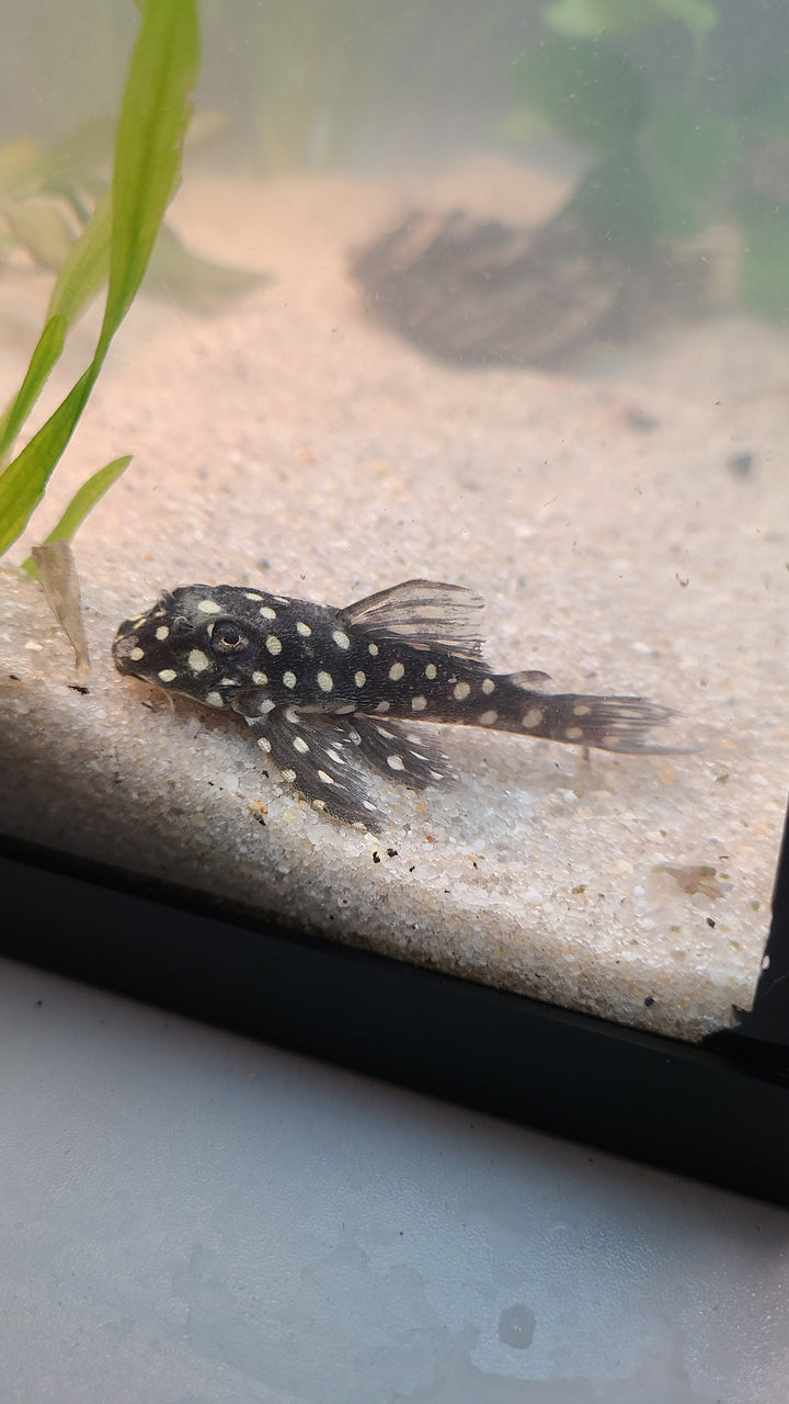 Snowball Pleco L201 | 1 for $60