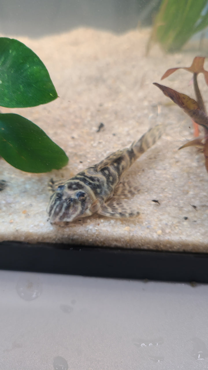 Mega Clown Pleco L340 | 1 for $70