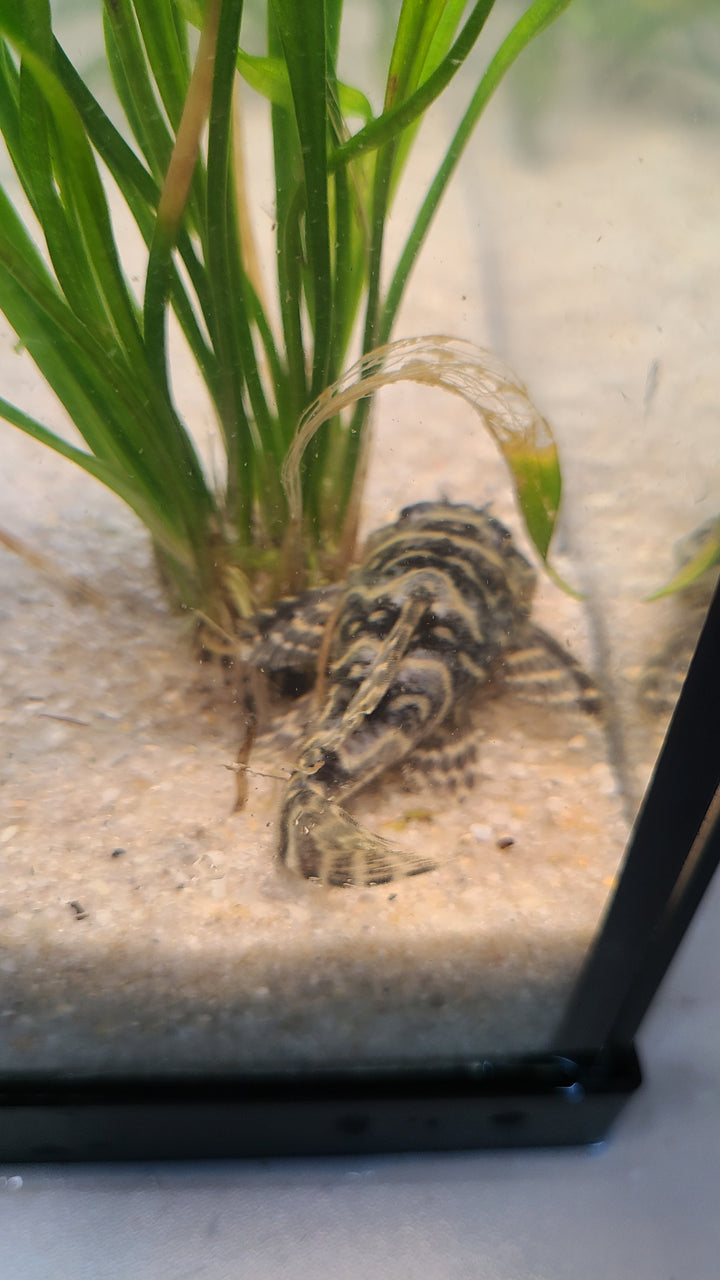 Mega Clown Pleco L340 | 1 for $70