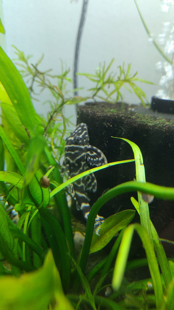 Mega Clown Pleco L340 | 1 for $70