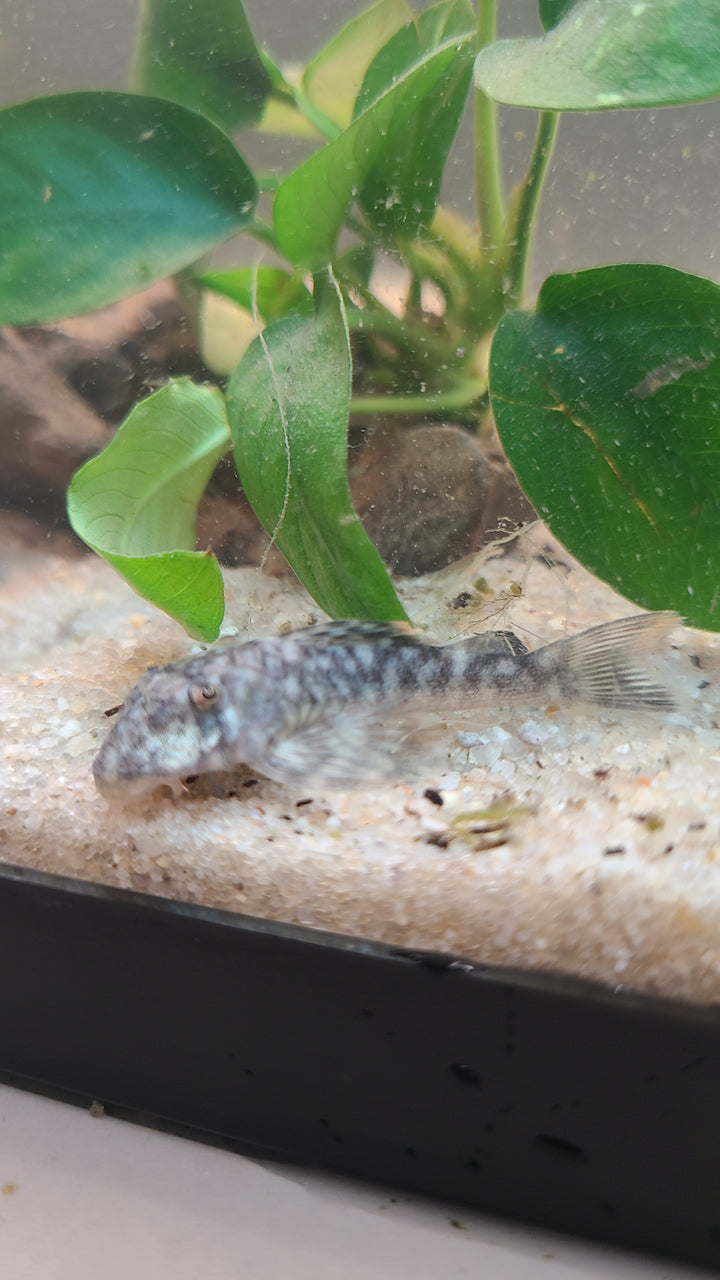 Orange Seam Pleco L106 | 1 for $25