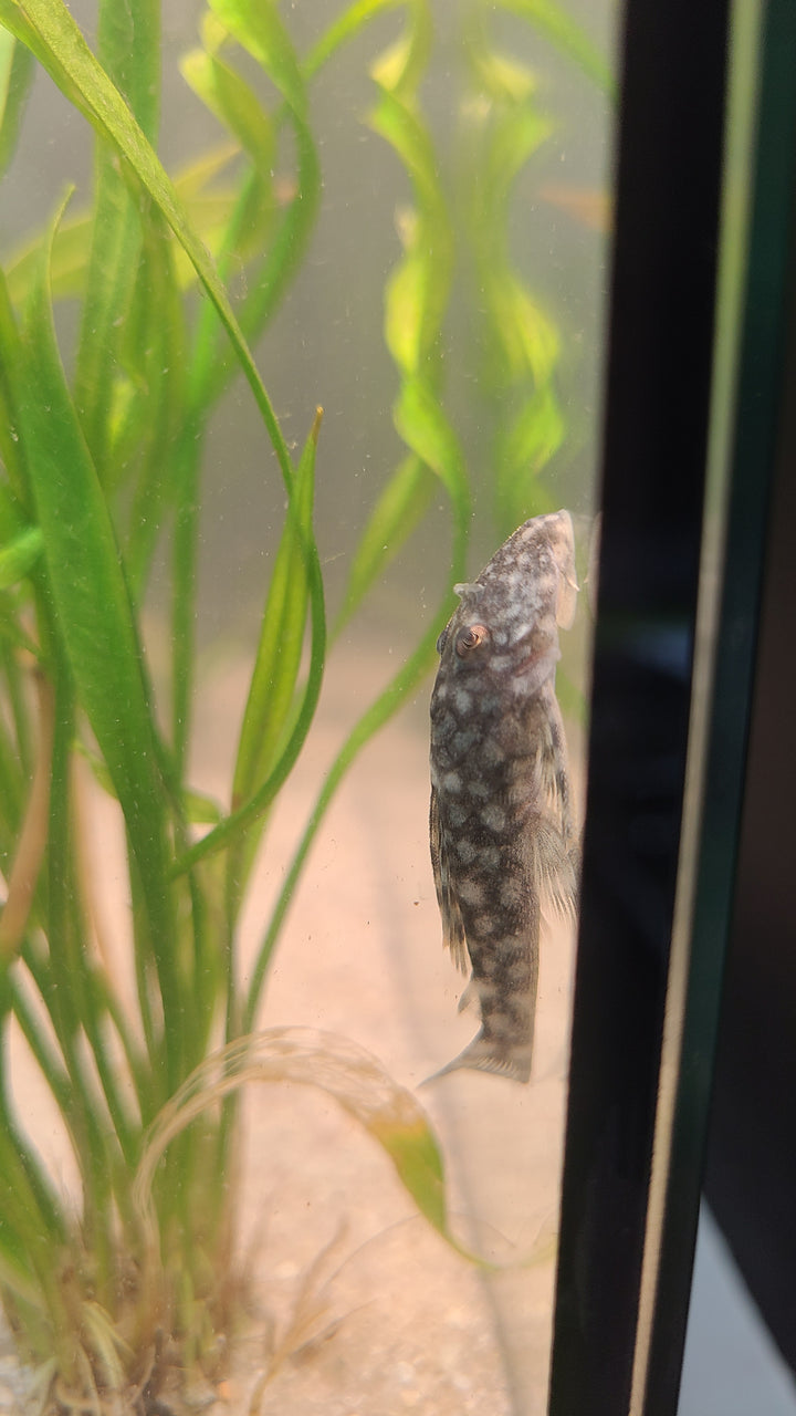 Orange Seam Pleco L106 | 1 for $25