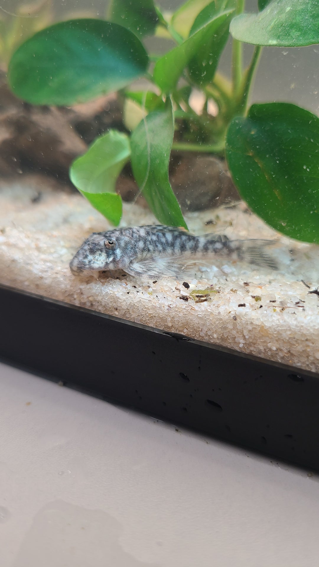 Orange Seam Pleco L106 | 1 for $25