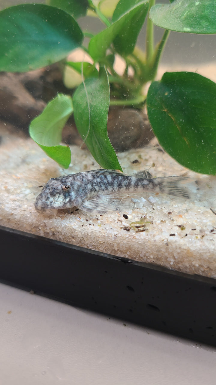 Orange Seam Pleco L106 | 1 for $25