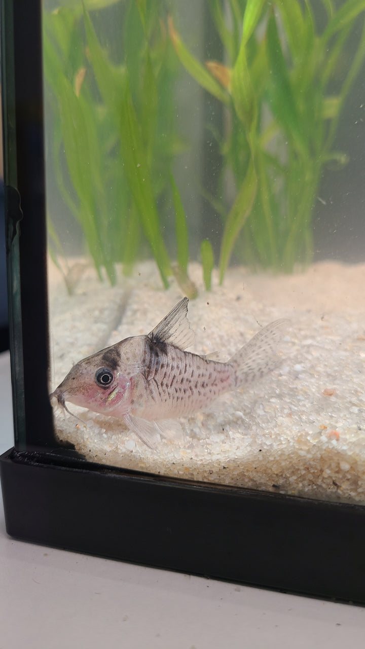 Large Wtroi Cory (Hoplisoma brevirostre) | 1 for $20