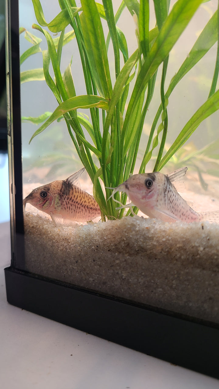 Large Wtroi Cory (Hoplisoma brevirostre) | 1 for $20