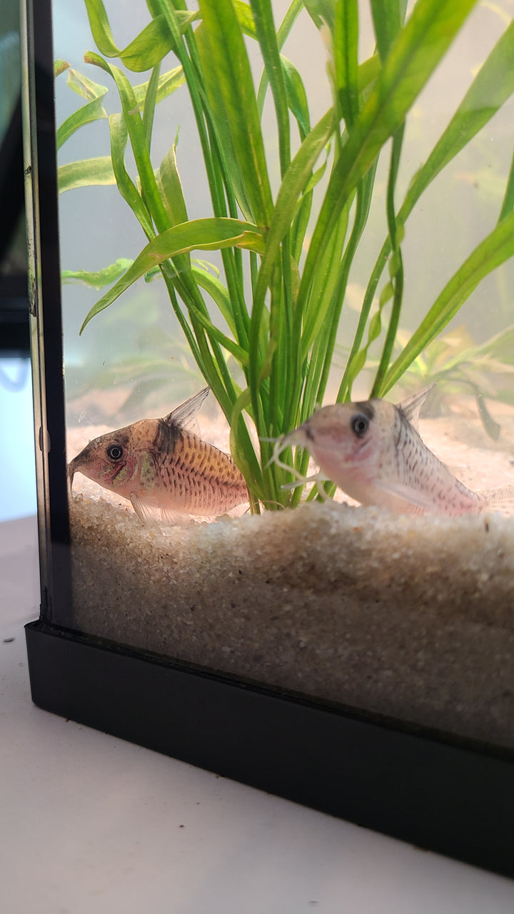 Large Wtroi Cory (Hoplisoma brevirostre) | 1 for $20
