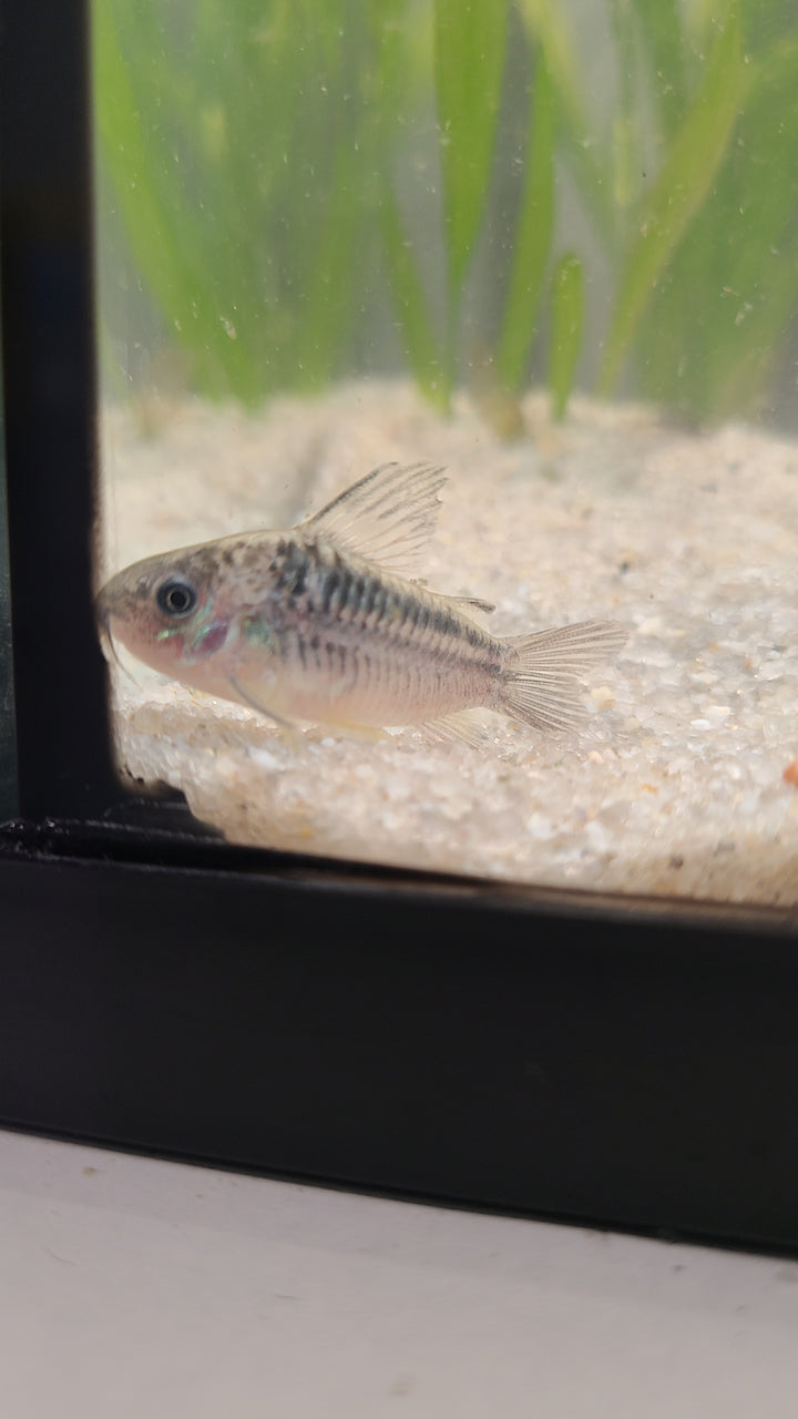 Nanus Cory (Gastrodermus nanus) | 3 for $25