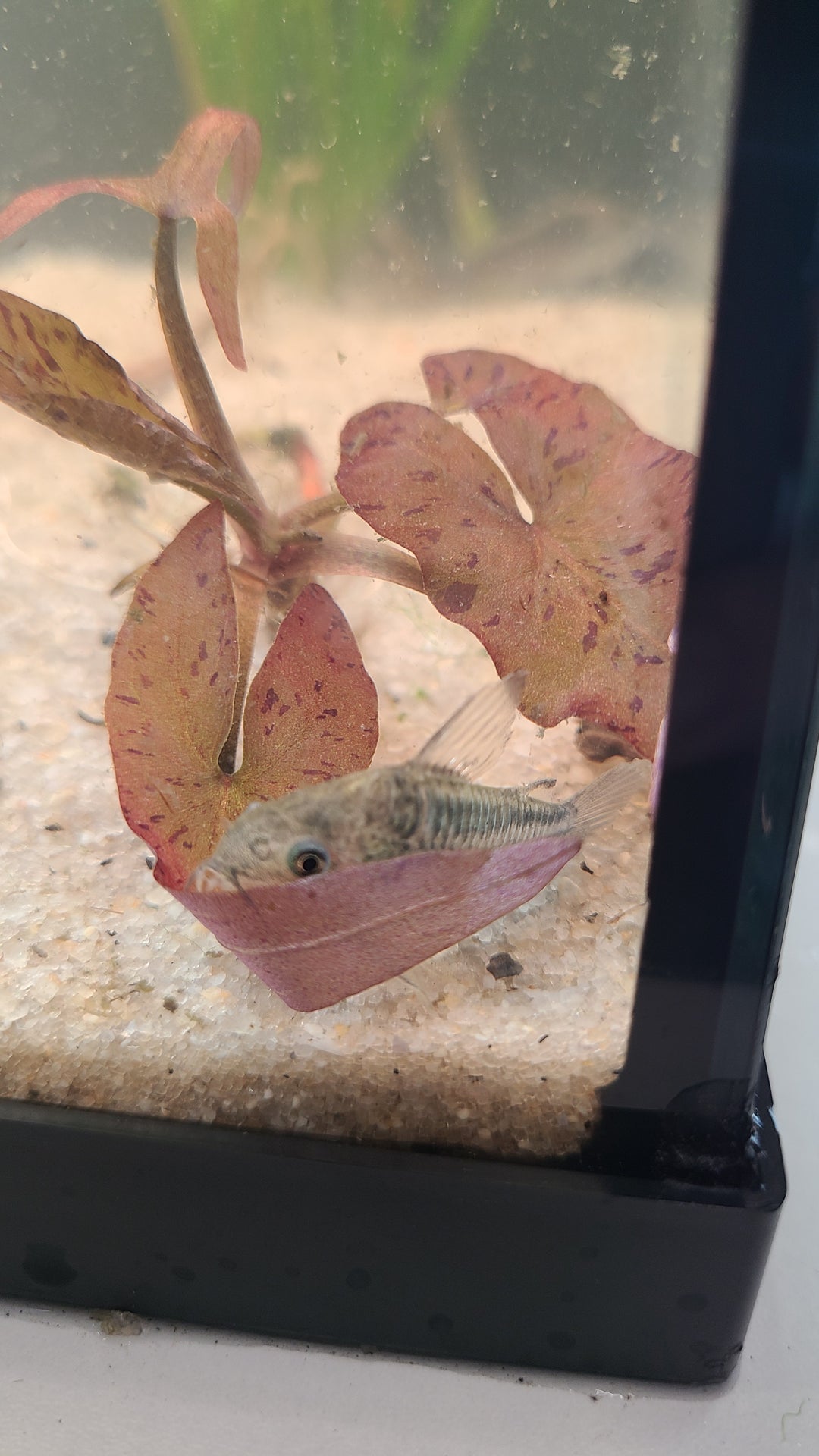 Nanus Cory (Gastrodermus nanus) | 3 for $25