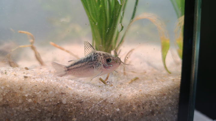 Nanus Cory (Gastrodermus nanus) | 3 for $25