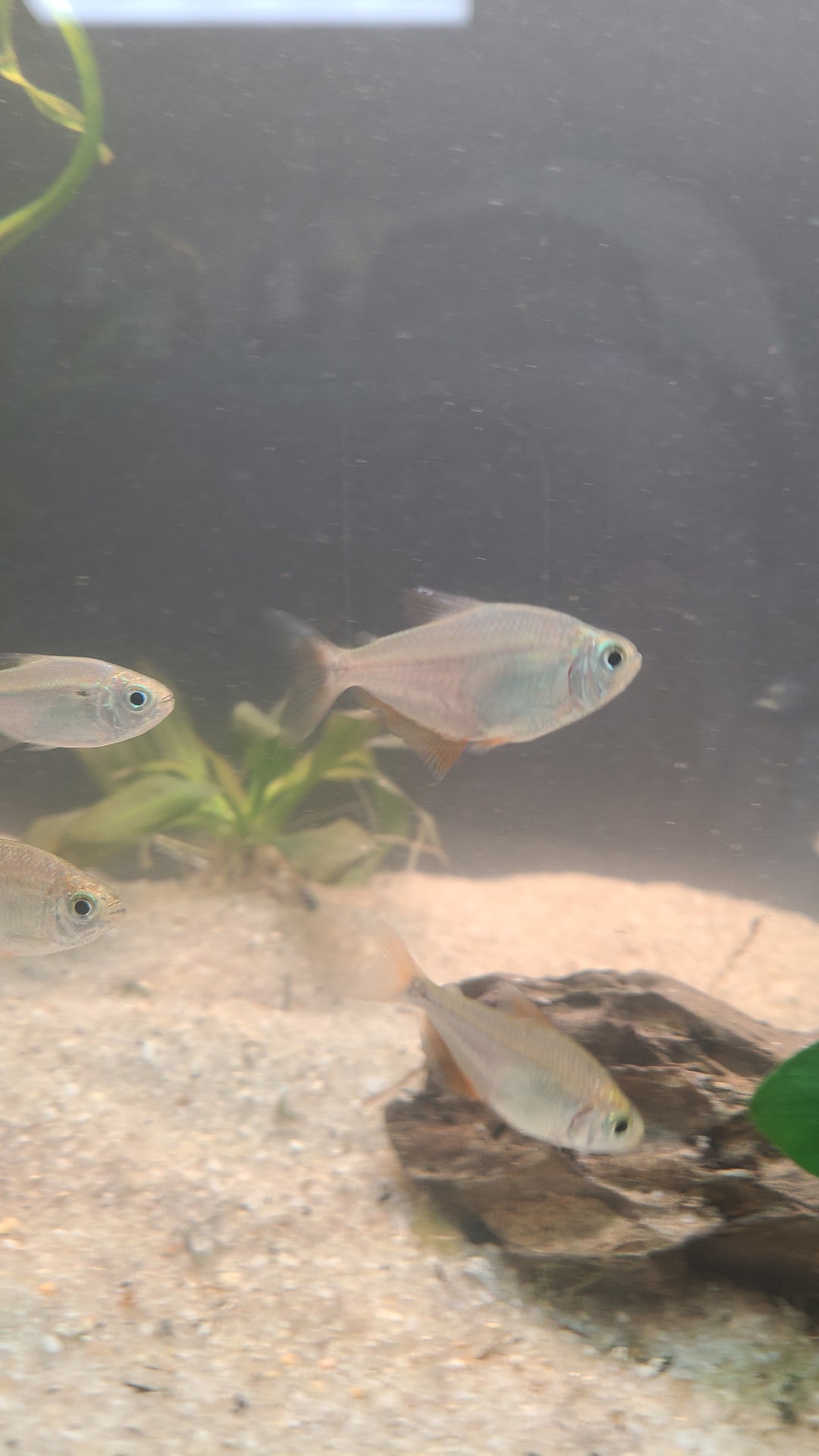 Kennedy's Tetra (Ctenobrycon kennedyi) | 5 for $25