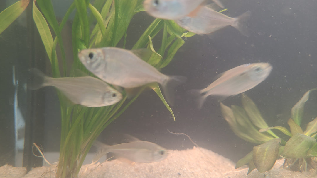 Kennedy's Tetra (Ctenobrycon kennedyi) | 5 for $25