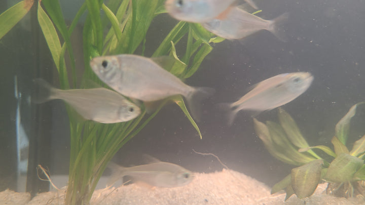 Kennedy's Tetra (Ctenobrycon kennedyi) | 5 for $25