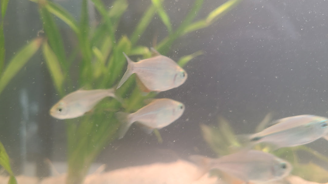 Kennedy's Tetra (Ctenobrycon kennedyi) | 5 for $25