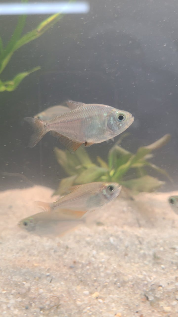 Kennedy's Tetra (Ctenobrycon kennedyi) | 5 for $25